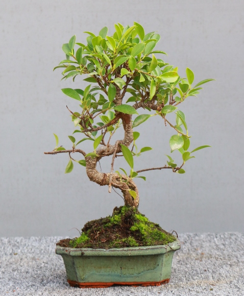 ficus