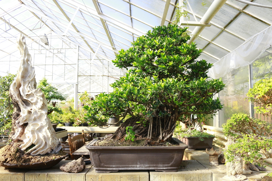ficus