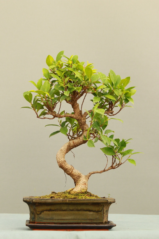 ficus