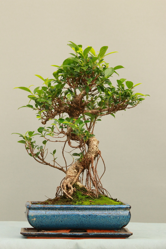 ficus