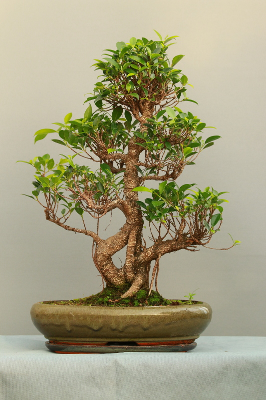 ficus
