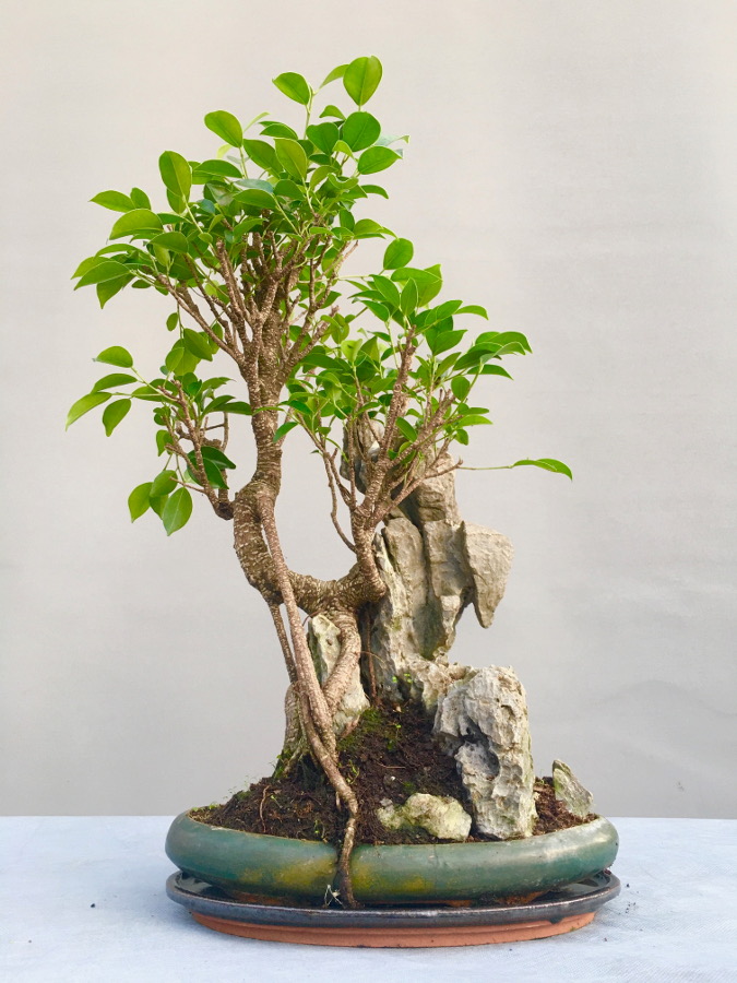 ficus
