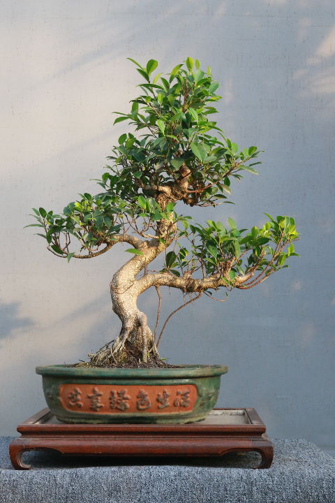 ficus
