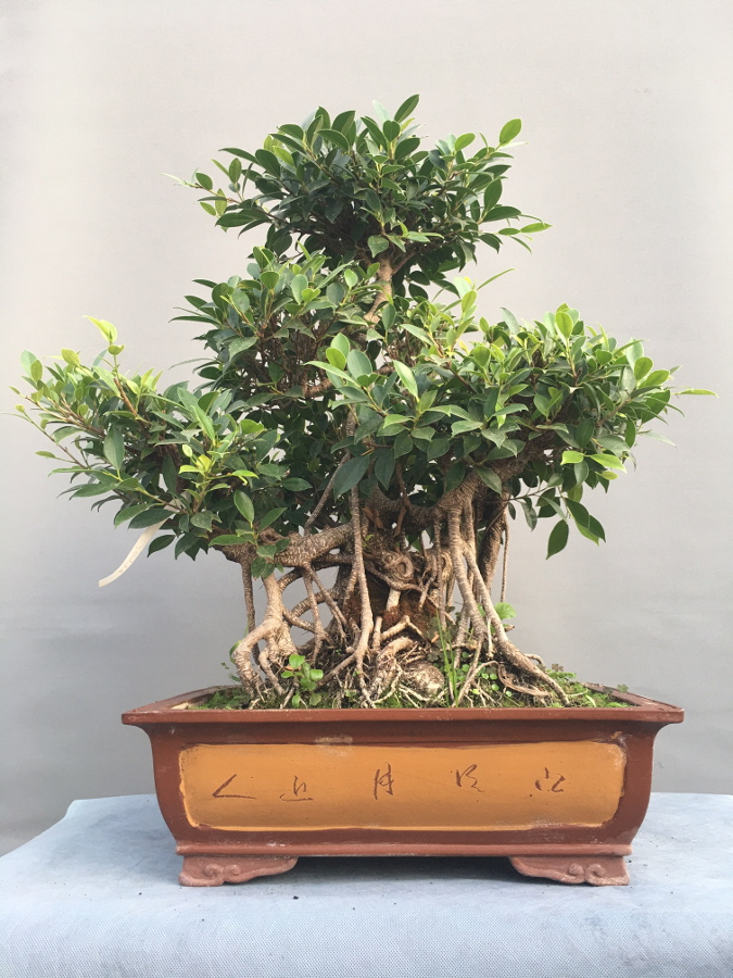Akademia Bonsai