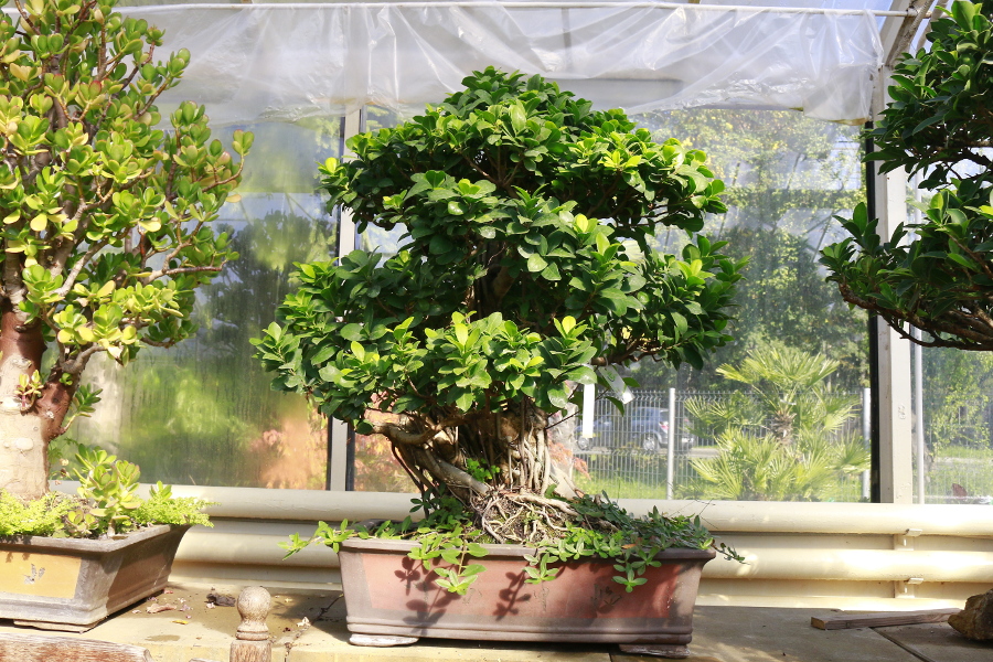 ficus