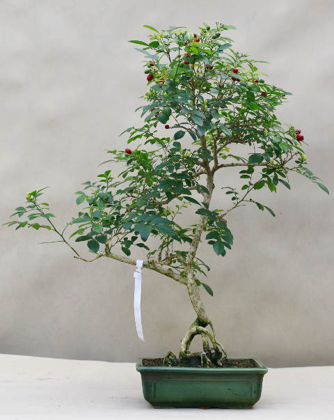 Akademia Bonsai