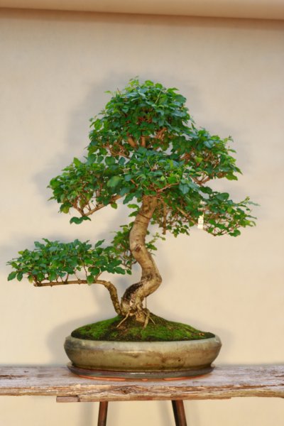 Akademia Bonsai