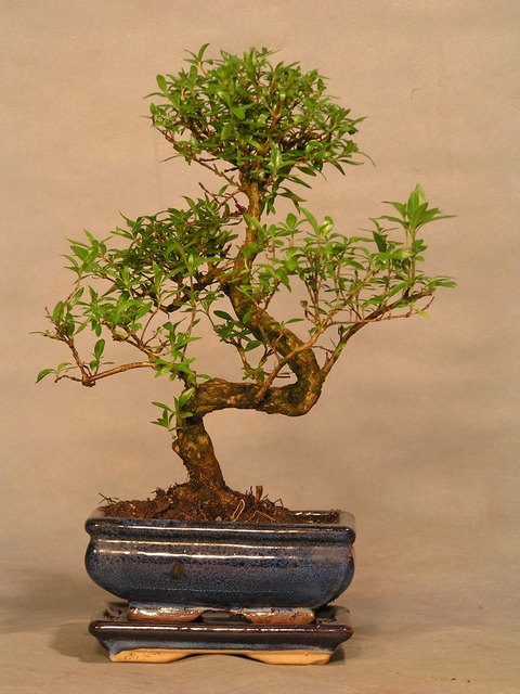 serissa