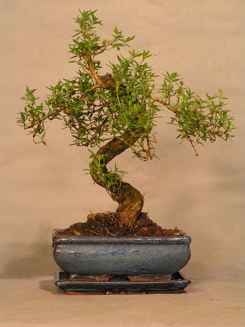 serissa