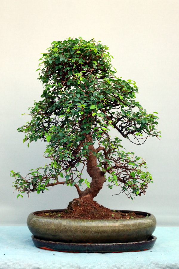 Akademia Bonsai