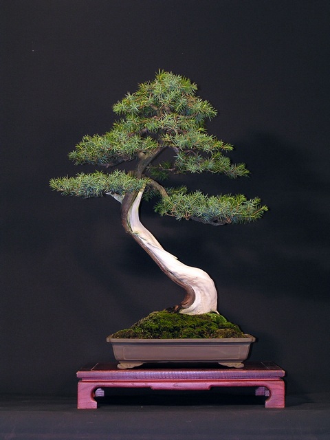 JUNIPERUS RIGIDA