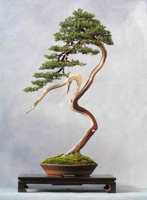 JUNIPERUS COMUNIS