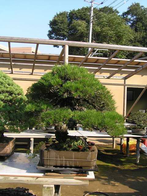 Akademia Bonsai