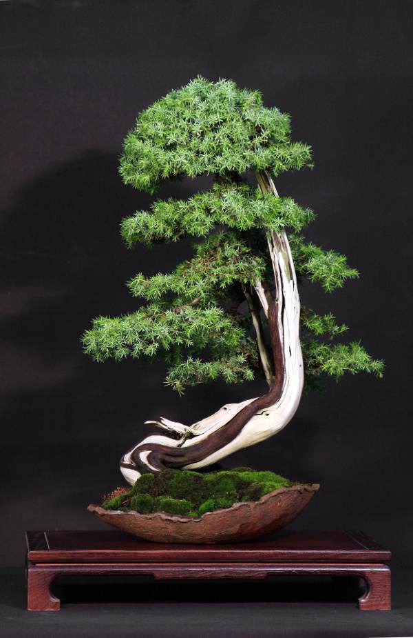 Pinus sylvestris