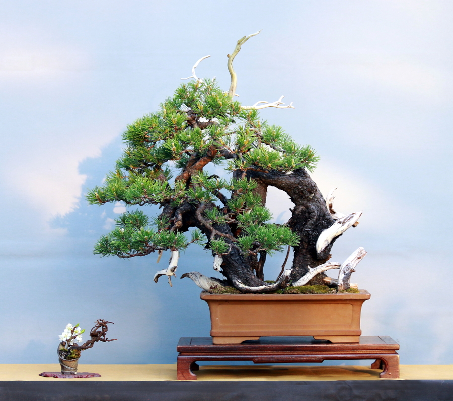 Pinus mugo