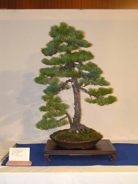 Akademia Bonsai