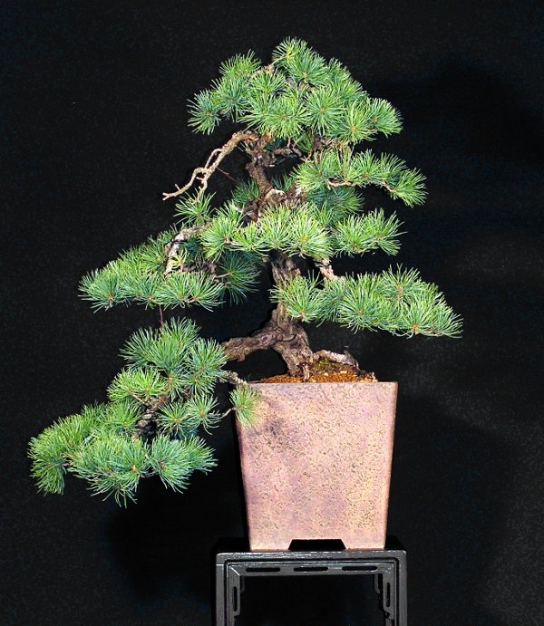 Pinus parviflora