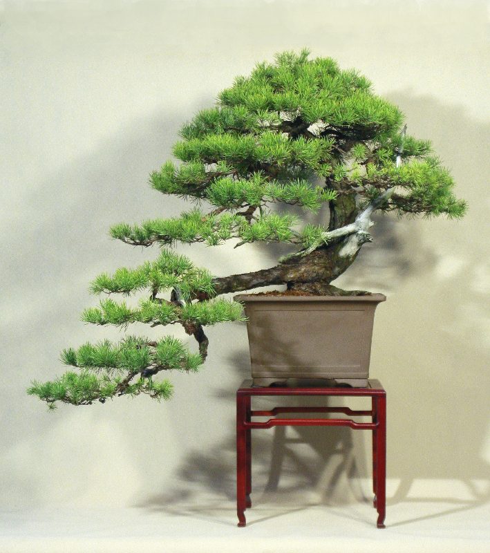 Pinus sylvestris