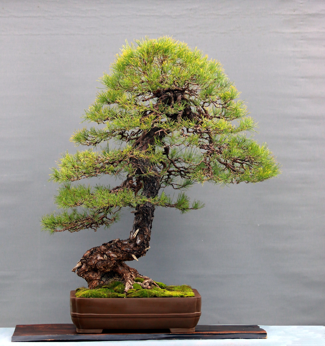 Pinus sylvestris