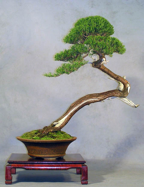 JUNIPERUS COMUNIS