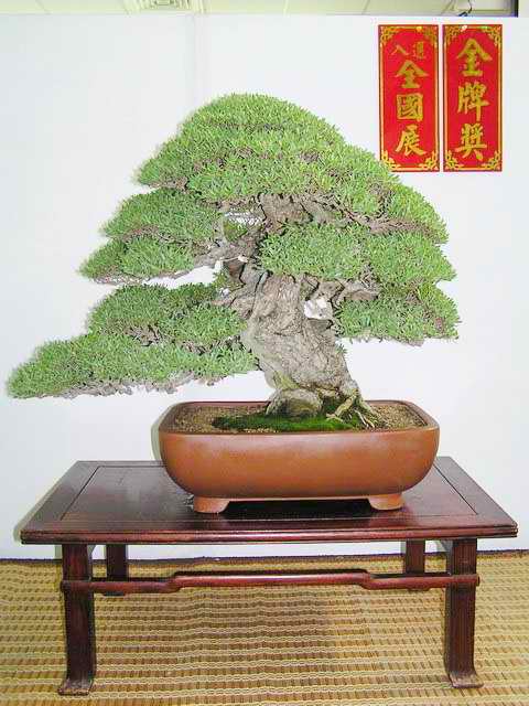 Akademia Bonsai