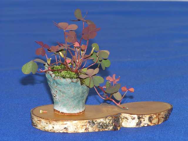Polska Asocjacja Bonsai