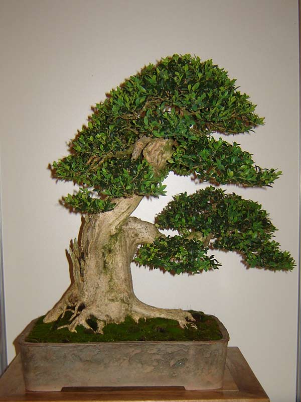 Polska Asocjacja Bonsai